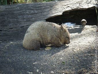 Petit wombat ...