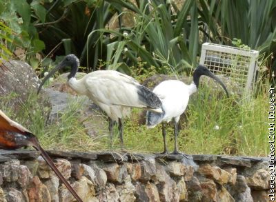 Les ibis dans les parcs ... nos pigeons version australienne!